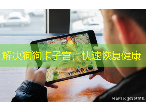解决狗狗卡子宫，快速恢复健康